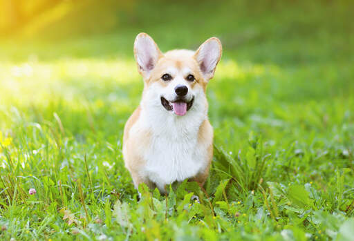 A beautiful, little pembroke welsh corgi waiting patiently in the grass