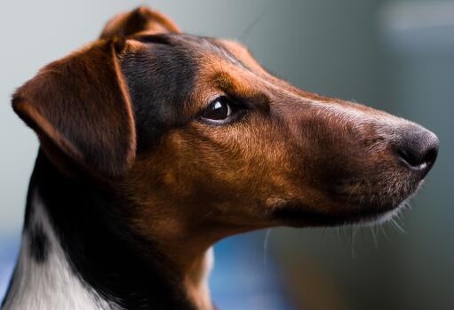 Smooth coat fox sales terrier