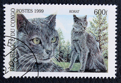 A stamp from the democratic republic of of conGo with a korat cat printed on it
