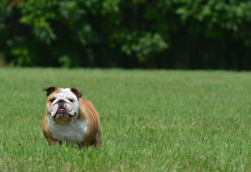 A lovely adult english bulldog enjoying some exercise on the grass