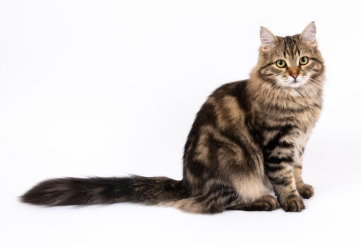 Siberian cat with tail outstretched sitting against a white background