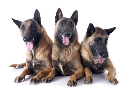 4 Different Types Of Belgian Malinois