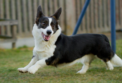 A black and white adult cardigan welsh corgi, enjoying some exercise