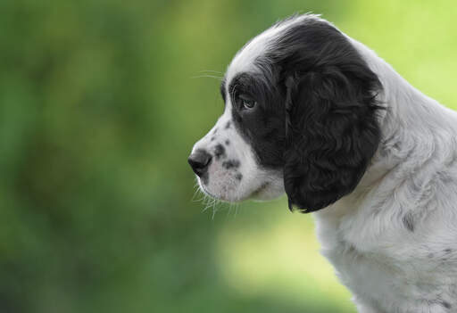 A close up of a wonderful, little english setter pup's head