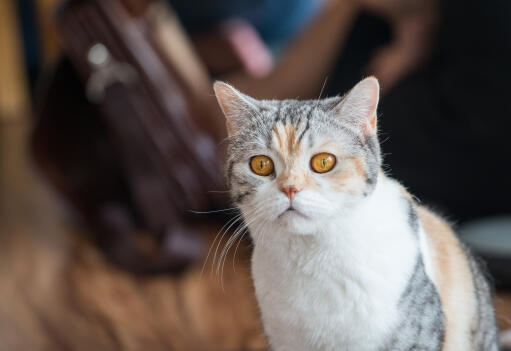 American wirehair cat with striking amber eyes