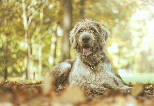 Deerhound hotsell poodle mix