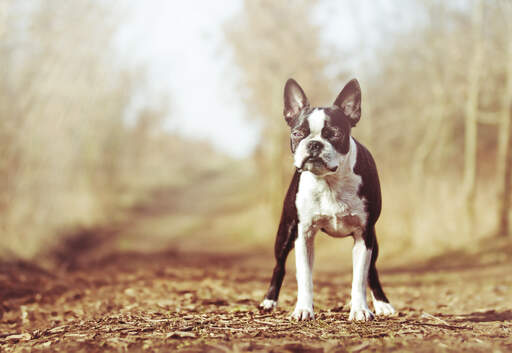 A wonderful, little boston terrier standing tall, awaiting a command