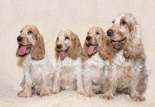 Four beautiful little english cocker spaniel's sitting together