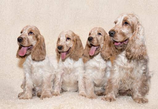 do cocker spaniels make good therapy dogs