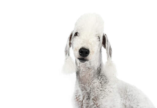 A close up of a bedlington terrier's beautiful long ears