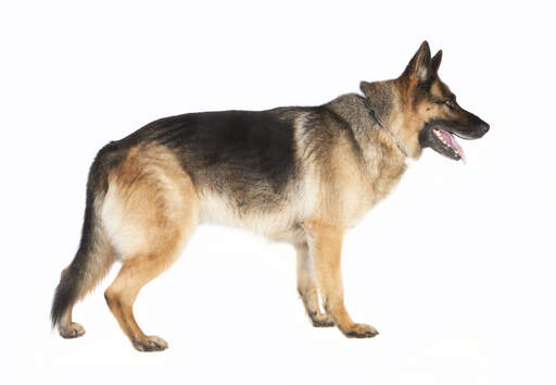 An adult german shepherd with a lovely thick coat