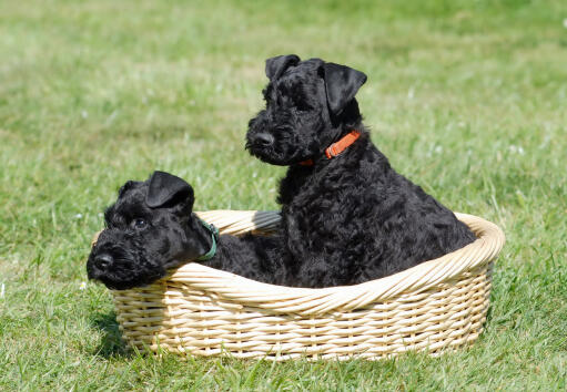 A wonderful little, black kerry blue terrier puppies sitting in a basket