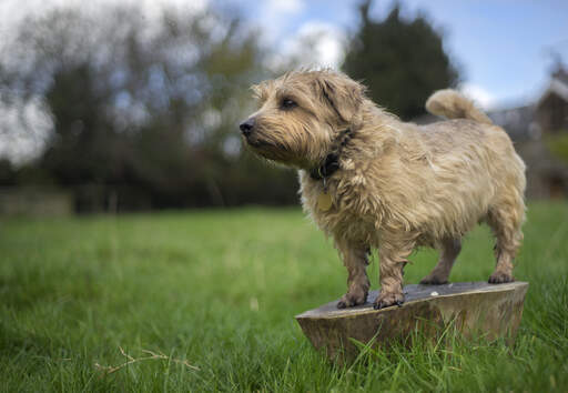 An adult norfolk terrier, showing off it's wonderul, short lets and scruffy coat
