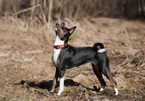 Black And Brown Dogs With Pointy Ears