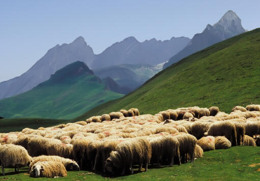 The home of the pyrenean mountain dog