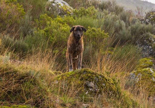 Estrela-mountain-dog-on-mountain