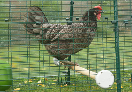 A hen taking a breather from hunting worms