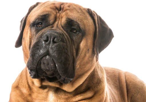A close up of a bullmastiff's typical wrinkly face