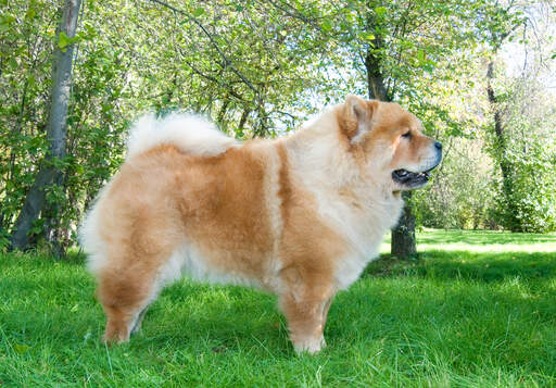 An adult chow chow with a beautiful physique and sharp, pointed ears