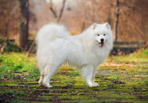 A samoyed's lovely white coat and thick, bushy tail