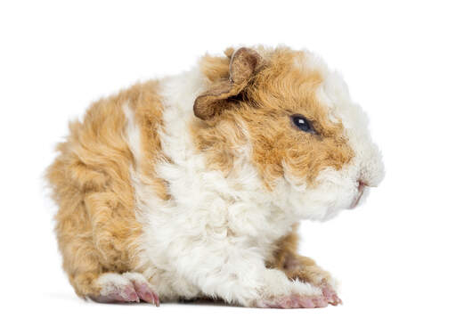 The beautiful thick curly coat of an alpaca guinea pig
