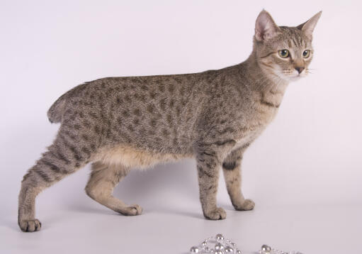 Alert young bobtail cat standing against a a white backdrop