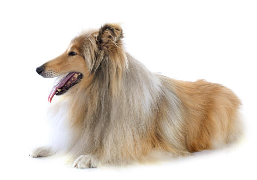 A lovely collie with a long, soft, brown and white coat, panting