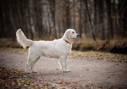 A Golden retriever's beautiful big body and great big tail