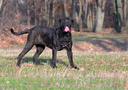 A healthy, adult neapolitan mastiff, showing off it's great, big tail