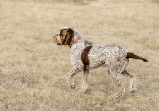 A spinone italiano showing off it's soft, wiry coat and pointed tail
