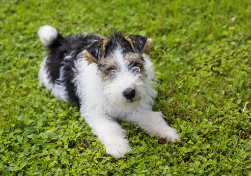 A young wire fox terrier lying on the grass, ready to play