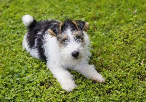 Wire haired clearance rat terrier