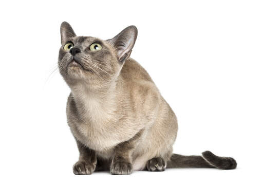 A tonkinese cat looking very curious