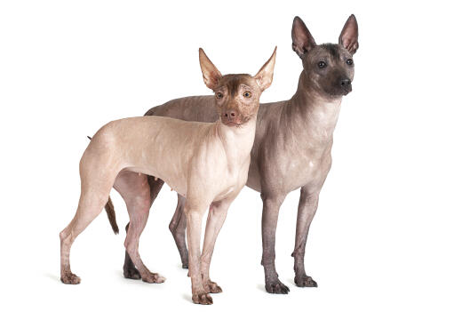 Two mexican hairless dogs side by side looking inquisitive