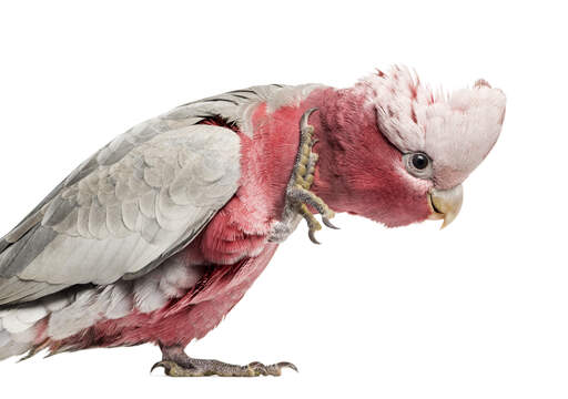 A close up of a rose breasted galah