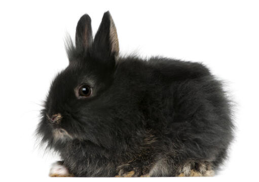 A beautiful little fluffy lionhead rabbit with soft black fur