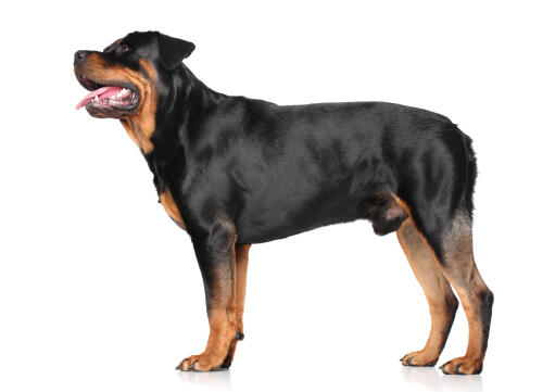 Rottweiler Dogs Breeds