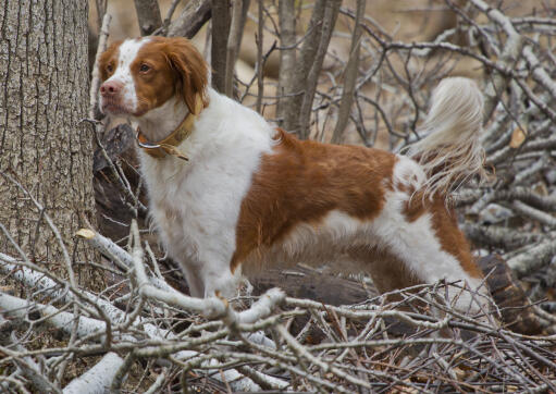 A healthy, adult brittany, showing off it's beautiful long body, and big bushy tail