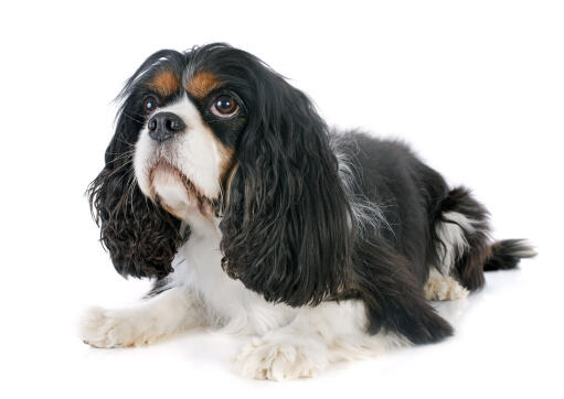 A black and white cavalier king charles spaniel with a lovely, soft coat