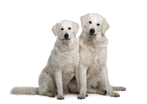 Two young kuvasz's awaiting some deserved attention from their owner