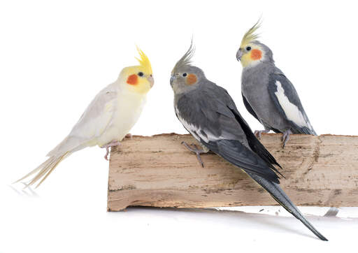 A white cockatiel perched with two grey cockatiels