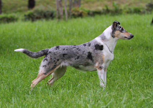 Smooth-collie-grass