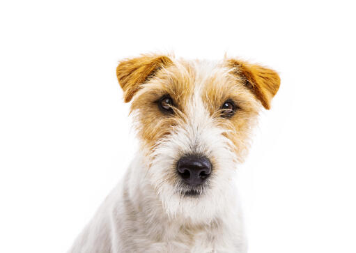 Long haired deals parsons terrier