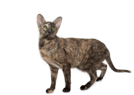 An alert tortie oriental with large ears