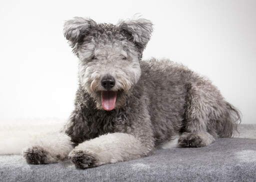 A hungarian  pumi with a grey fluffy coat