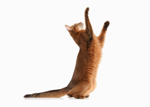 A playful somali cat