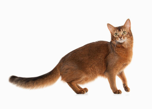 Somali cats are athletic and intelligent