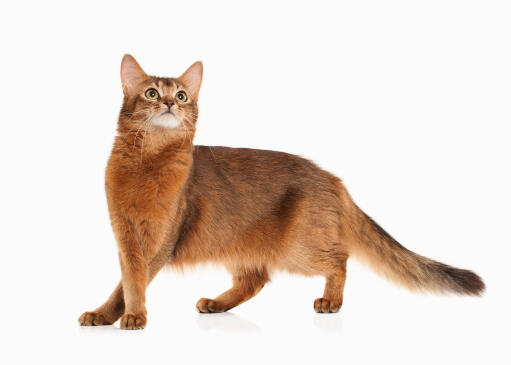 Somali cats were first bron in the 1940s