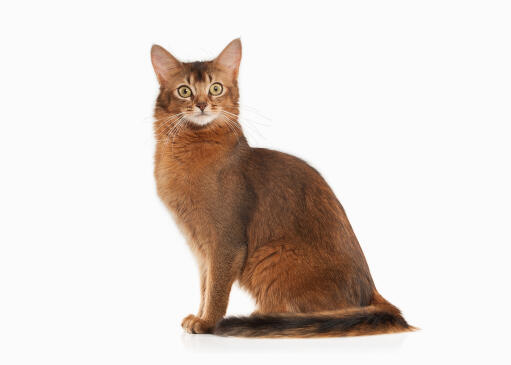 The somali cat is longhaired abyssinian