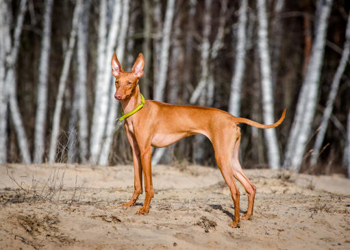 Cirneco dell'etna dog standing in a sandy clearing